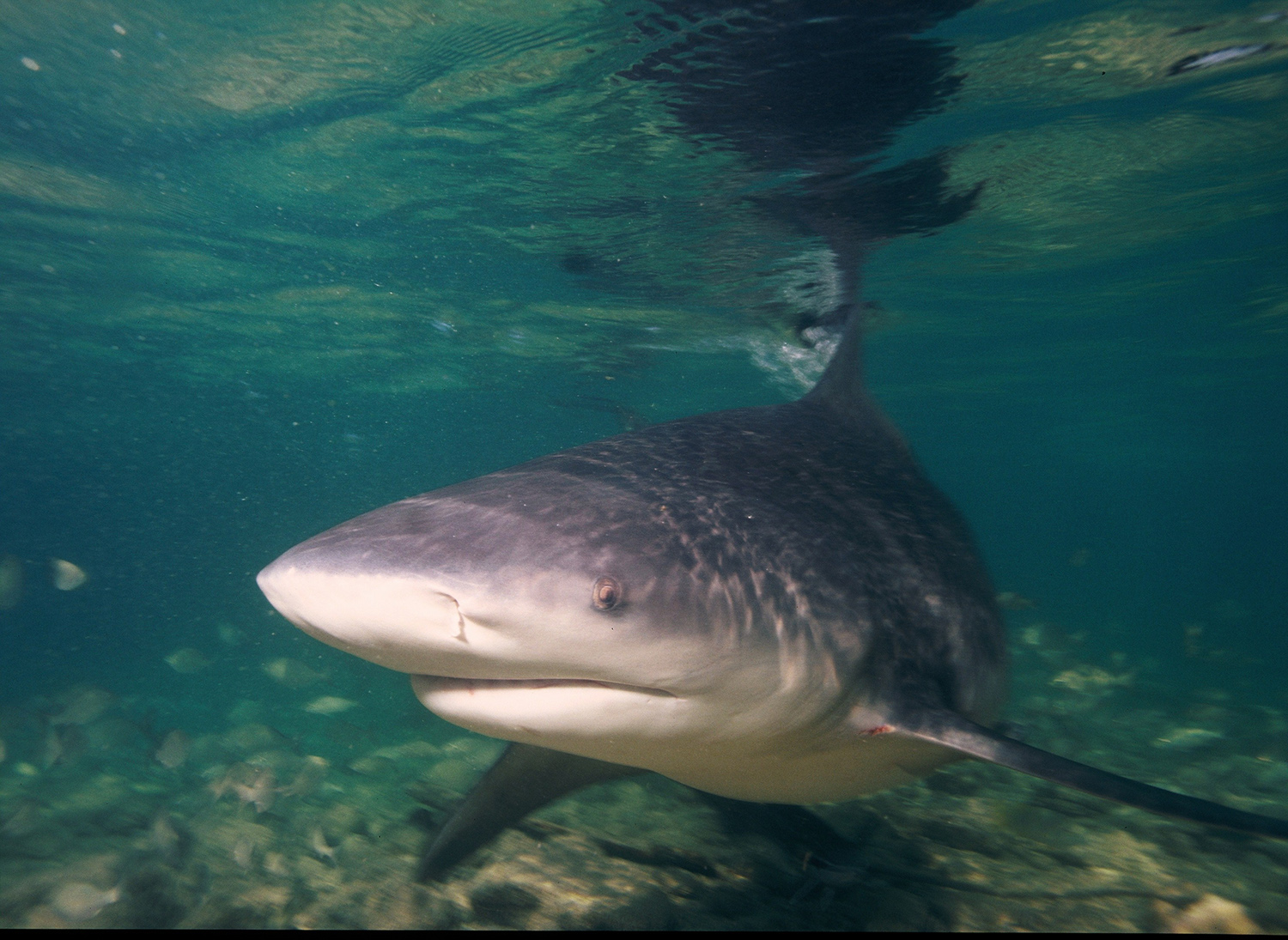 Bull Shark. Photo credit: AlKok via Foter.com / CC BY-NC-SA