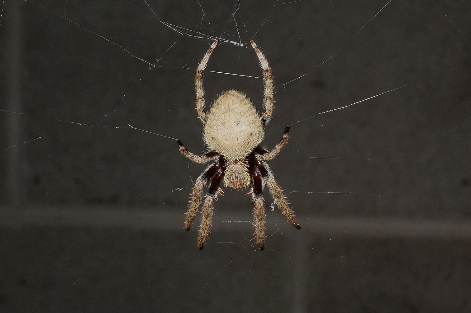 Garden orb weaving spider. Photo credit: Misenus1 via Foter.com / CC BY-NC-SA