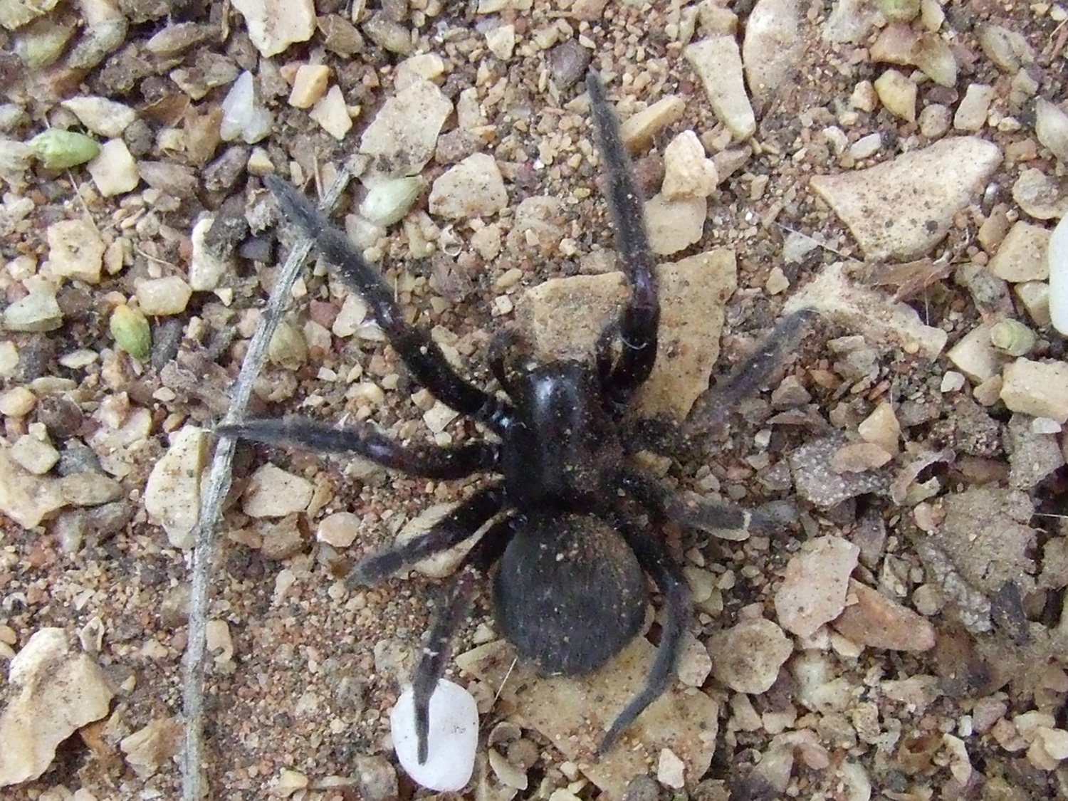 Black House spider. Photo credit: Bill & Mark Bell via Foter.com / CC BY-NC-SA