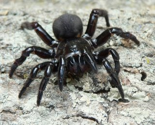 Trap door spider. Photo credit: GregGilbert1 via Foter.com / CC BY