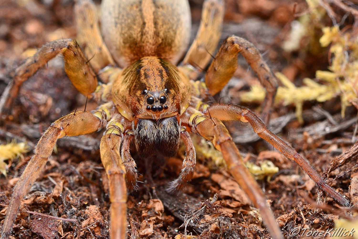 Wolf spider. Photo credit: Tone Killick via Foter.com / CC BY-NC-SA