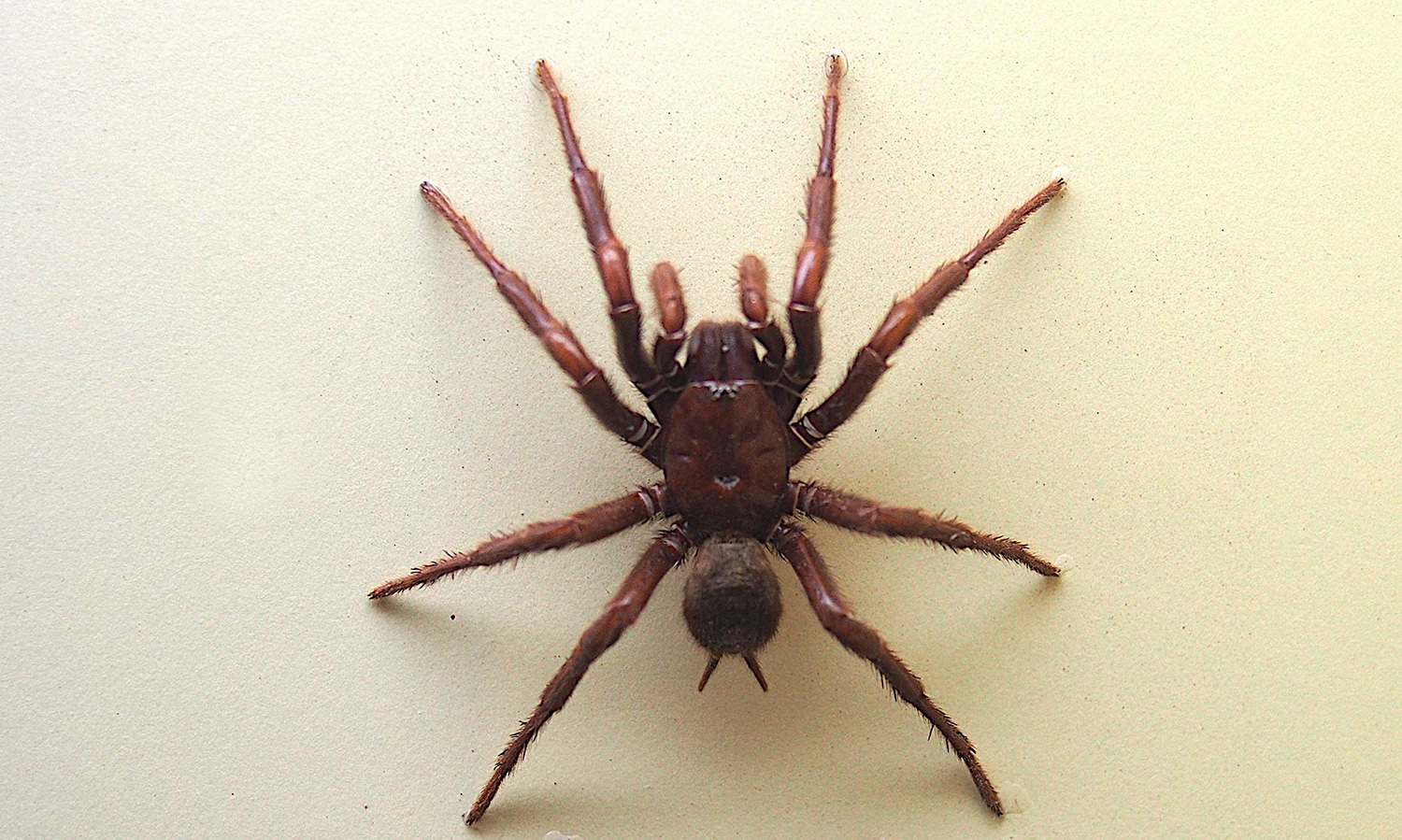 Male funnel web spider. Photo credit: Sputniktilt  via commons.wikimedia.org / CC BY-SA 3.0